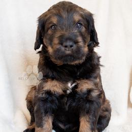 Hermione Granger - Sable female Schnoodle puppy in Germantown, Tennessee from Bentley's Beloved Paws