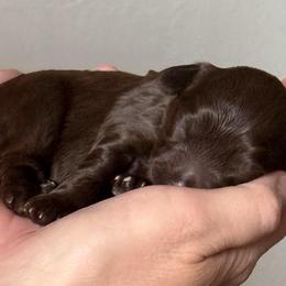 To be determined - Chocolate female Australian Cobberdog puppy in Clancy, Montana from MountainAyres Australian Cobberdogs