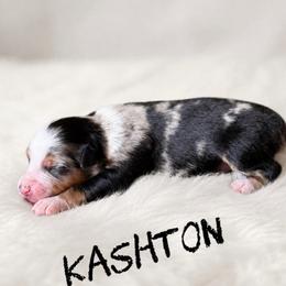 Kashton - Blue merle male Toy Australian Shepherd puppy in Sanger, California from Flying M Cactus Ranch Buddies