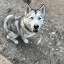 Skye - Siberian Husky