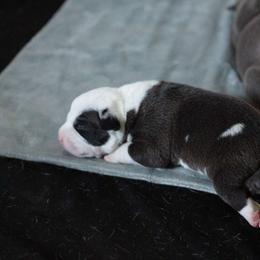 Nomad - Black male American Bully puppy in Jefferson, Ohio from Blue Fury's
