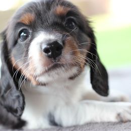 Dachshund Puppies from Schultz Haus Dachshunds
