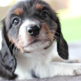 Dachshund Puppies from Schultz Haus Dachshunds