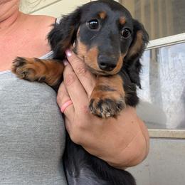 Stormy - Black and tan female Dachshund puppy in Spring Hope, North Carolina from Hogan’s Lowrider Hounds