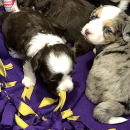 Aussiedoodle Puppies from Ohana Companions