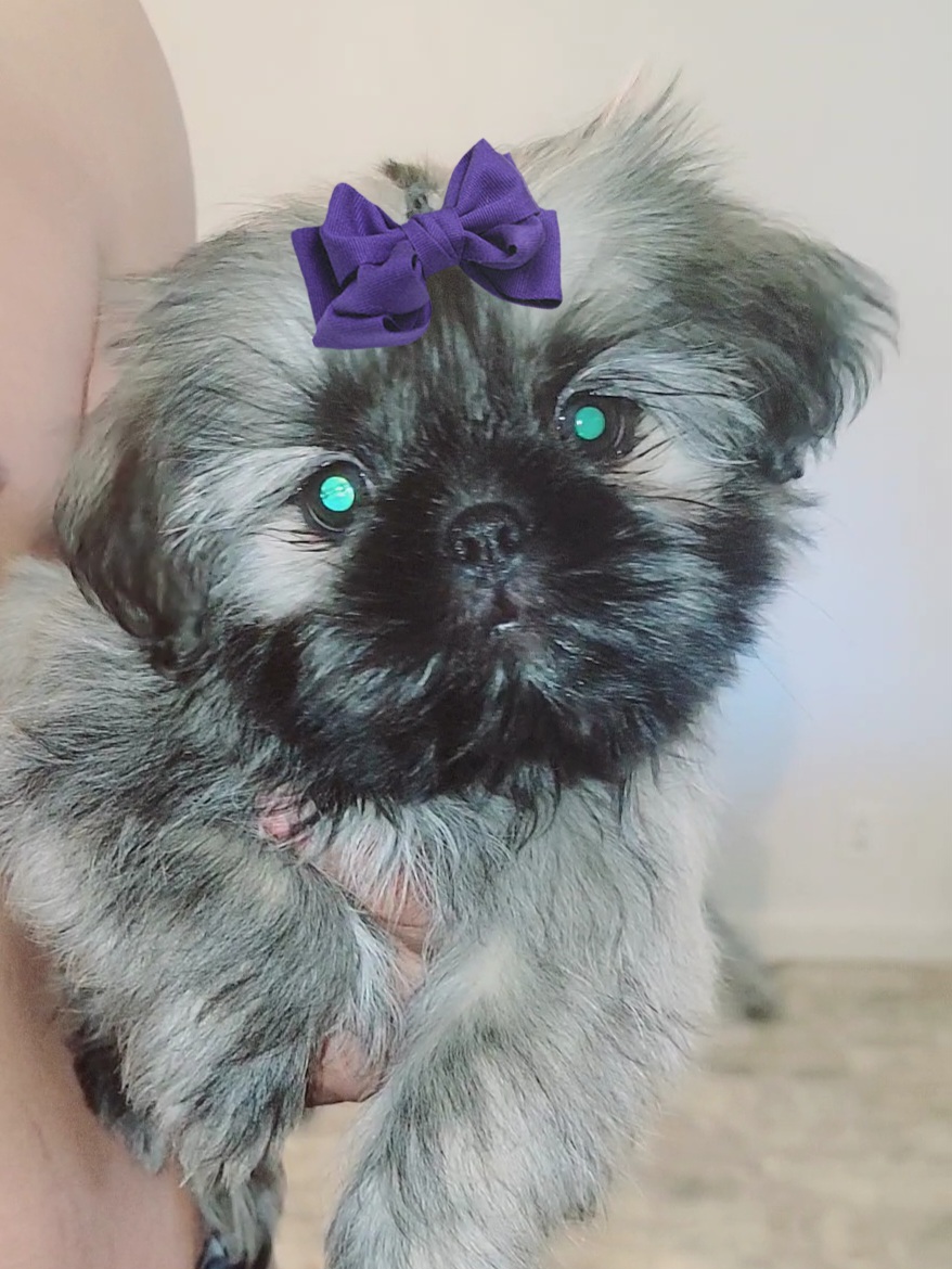 Shih Tzu Puppies from Shantii's Shih Tzu's