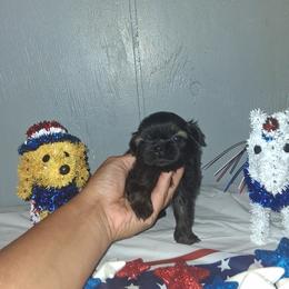 Boy 3 - Black male Shih Tzu puppy in Birmingham, Alabama from K&D kennels