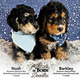 Bernedoodle Puppies from A Star is Born Doodles