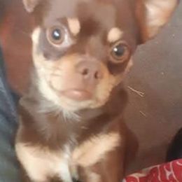 Chihuahuas from Kks pups