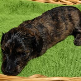 Husk AKC Cream Brindle longhaired mini dachshund - Brindle male Dachshund puppy in Las Cruces, New Mexico from The Dachshund Den