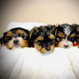 Yorkshire Terrier Puppies from KMG Yorkies