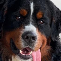 Bernese Mountain Dogs from Jena's Blissful Bernese Mountain Dogs
