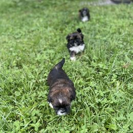 Shih Tzus from Smashville Shih-Tzus