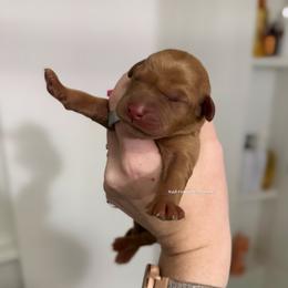 Pink - Yellow female Labrador Retriever puppy in Gillete, Wyoming from Red Prairie Retrievers