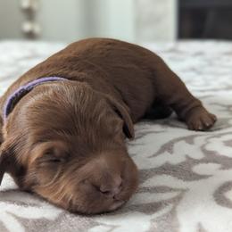 Purple - Red  male Goldendoodle puppy in Connecticut from Valley View Doodles
