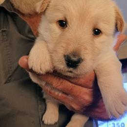 Wheaten girl - Wheaten female Scottish Terrier puppy in Smiths Grove, Kentucky from Moore's We Little Farm AKC Scotties