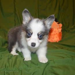 Ollie - Blue male Pembroke Welsh Corgi puppy in Hartford, Arkansas from Chase Em All Corgis