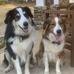 English Shepherds from Goodwin Heritage Homestead