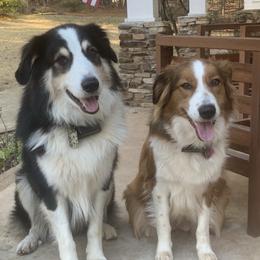 English Shepherds from Goodwin Heritage Homestead
