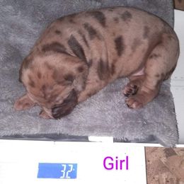 Girl 5 - Catahoula Leopard Dog puppy in Pavillion, Wyoming from TNT Catahoulas