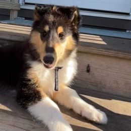 Collies from J Lynn Collies
