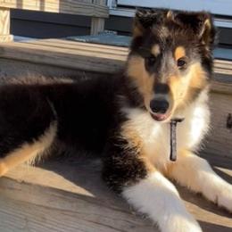 Collies from J Lynn Collies