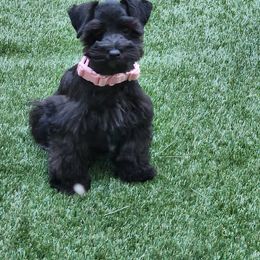 Miniature Schnauzer Puppies from C&E'S Schnauzers