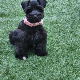 Miniature Schnauzer Puppies from C&E'S Schnauzers