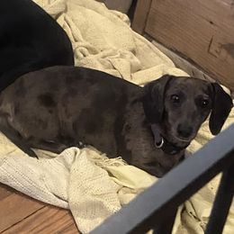 Sage - Dachshund