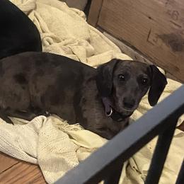 Sage - Dachshund