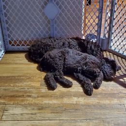 Poodle Puppies from Edith and Company Fantastic Standard Poodle Life