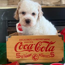 Pam Ravenscroft - Red roan female Cockapoo puppy in Holton, Indiana from MoonShine Babies