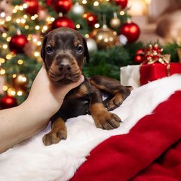Doberman Pinscher Puppies from Makkr Ridge Dobermans LLC