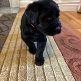 Jet - Black female Giant Schnauzer puppy in Noblesville, Indiana from Stratton House Kennels