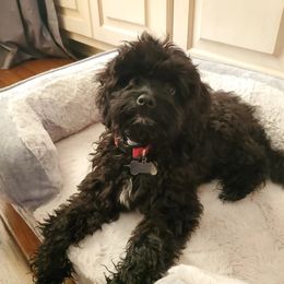 Cockapoo, Goldendoodle, and Maltipoo All Grown Up from Southern Belle Doodles