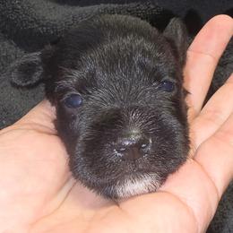 Black Boy 2 Cody - Black male Miniature Schnauzer puppy in Spring Hill, Florida from Suncoast Miniature Schnauzers