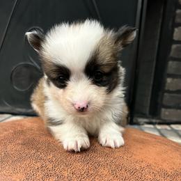 Grey collar boy - Sable male Pembroke Welsh Corgi puppy in Flat Rock, Alabama from Fluffy Butt Acres