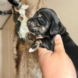 Dixie - Black and cream female Dachshund puppy in Hornbeck, Louisiana from A&Z Mini Dachshunds