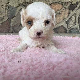 Sugar - White female Cavapoo puppy in Camden, Michigan from FurEver Friends Finder