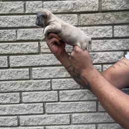 French Bulldog Puppies from Mid Coast Frenchies