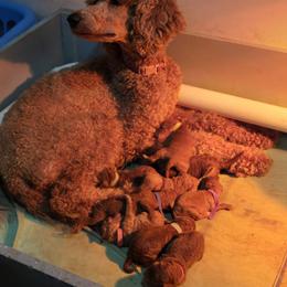 Poppy - Poodle