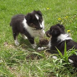 Shetland Sheepdog Puppies from Wyndeway Shetland Sheepdogs