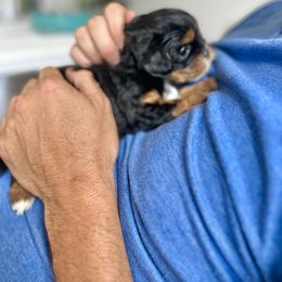 Cavapoo Puppies from The Cavapoo Club