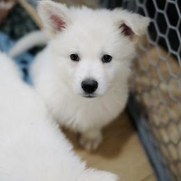Berger Blanc Suisse Puppies from Moonlight Berger Blanc Suisses