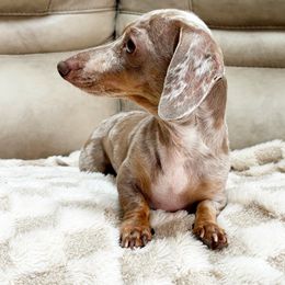 AKC Lavendar - Fawn (isabella) and tan female Dachshund puppy in Christiansburg, Virginia from Little Legs Luxury Dachshunds