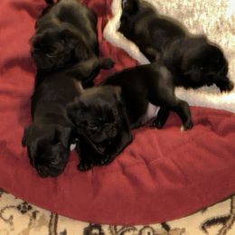 Pug Puppies from PNW Pugs