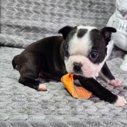 SpongeBob - Black brindle and white male Boston Terrier puppy in Millers Creek, North Carolina from Tumbling Shoals Hilltop Bostons