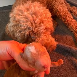 Blake - Apricot male Goldendoodle puppy in Pensacola, Florida from Goldendoodles Love You in Pensacola Friend Edition