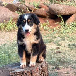 Brim - Black tri female Miniature Australian Shepherd puppy in Shingletown, California from Whiskeytown Aussies