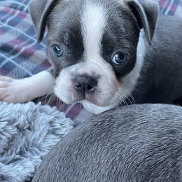 Boston Terrier Puppies from Angie's Little Bostons